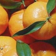 mandarino tardivo
