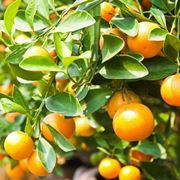 albero di mandarino