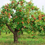Un albero di melo carico di frutti