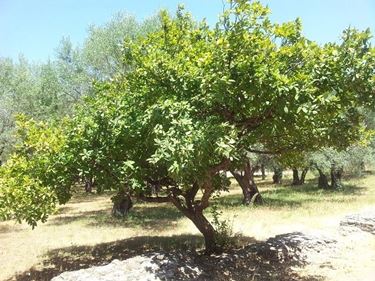 Coltivazione alberi da frutto