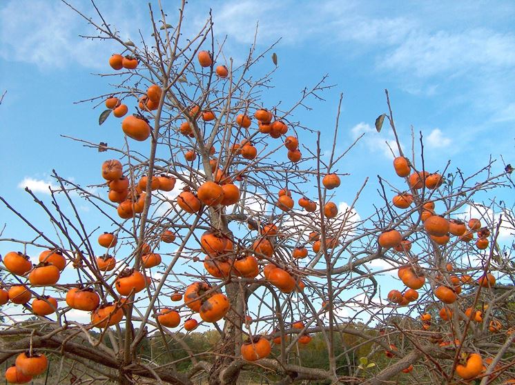 Alberi da frutto Caco Vaniglia pianta da frutta Cachi Vaniglia kako kaki albero 