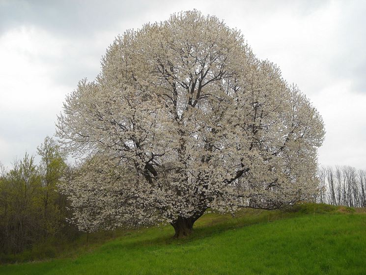 Albero di ciliegio fiorito
