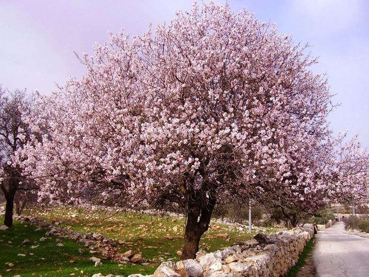 Un mandorlo in fiore