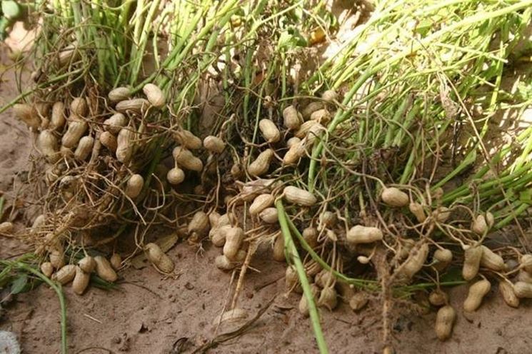 Piante di arachidi con i tipici baccelli contenenti i semi
