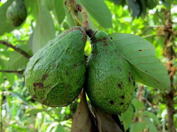 Caratteristiche della pianta di avocado