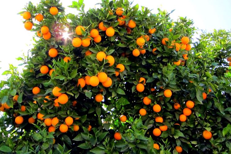 Un albero di arancio