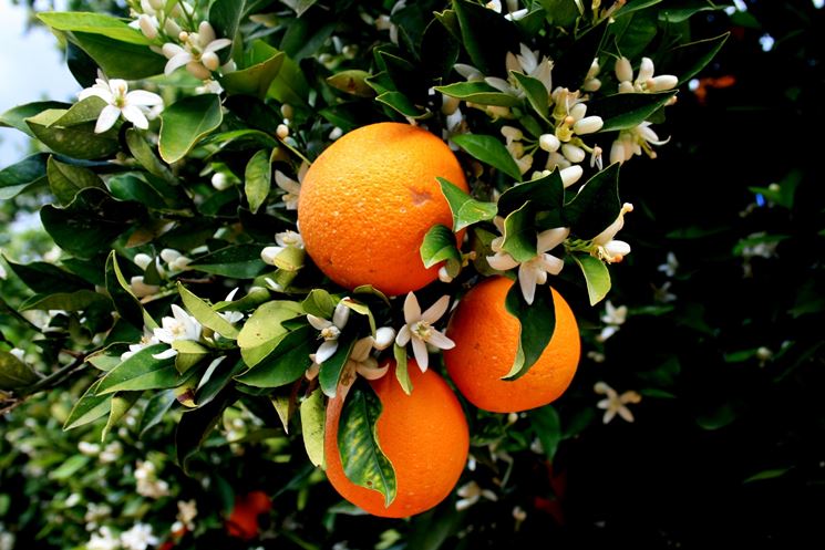 Arancio fiorito con frutti