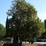 arancio albero