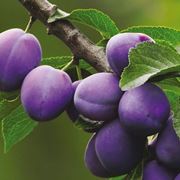 Frutti di Prunus domestica