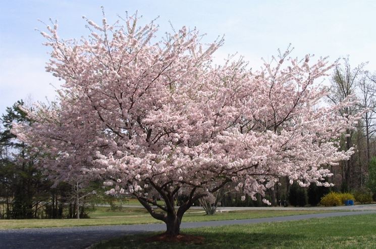 Un bellissimo albero di ciliegio