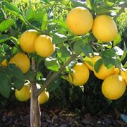 citrus limon