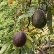 pianta dell avocado
