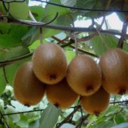kiwi coltivazione