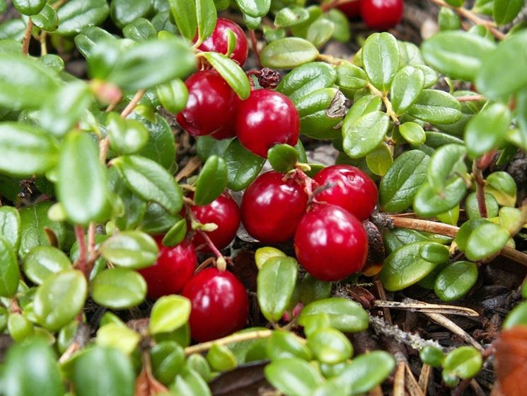 Mirtillo rosso coltivazione - piante da frutto - Coltivazione mirtillo