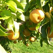 Nashi frutto pianta