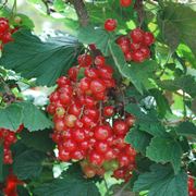 ribes rosso
ribes