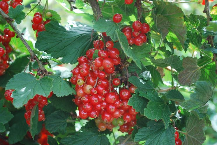 ribes rosso<p />ribes