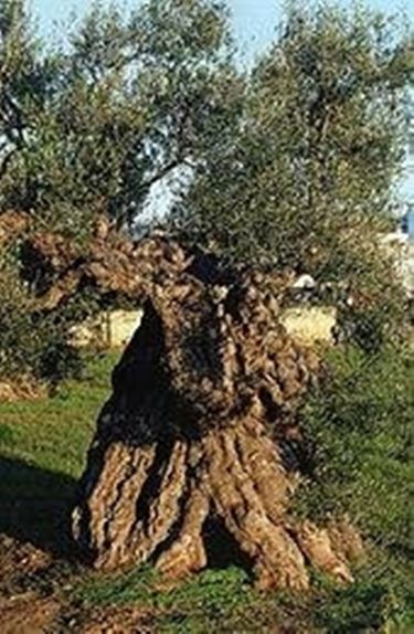 olivo albero