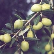 olivo bianchera