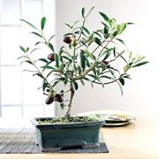bonsai olivo