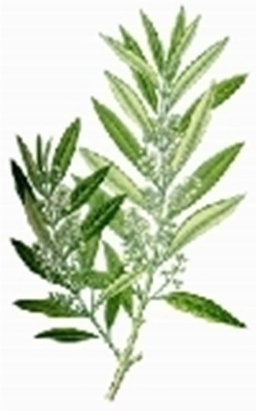 foglie olivo 2