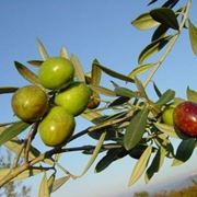 olivo Itrana