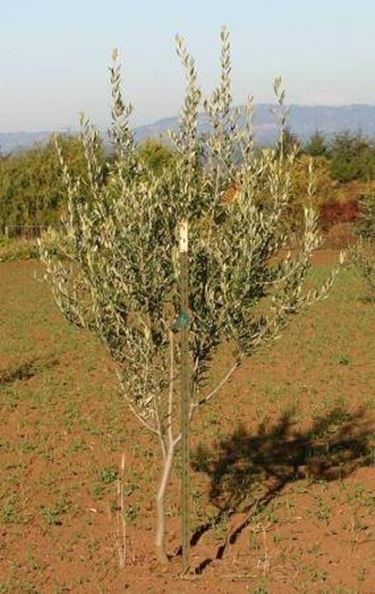 olivo leccino
