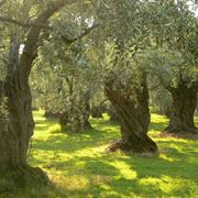 Piante olivo irrigate