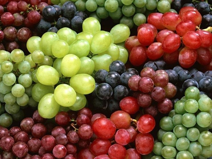 tipi di uva