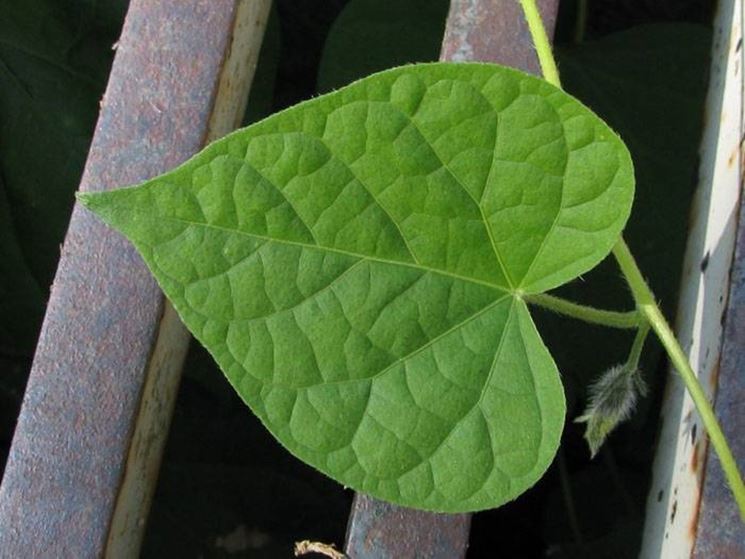 Forma Delle Foglie Botanica Forma Foglie