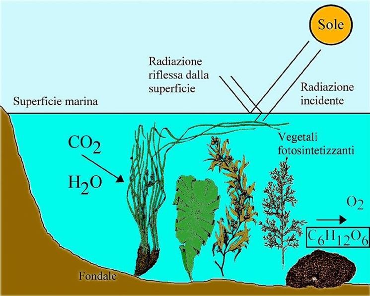 Fotosintesi anossigenica - le piante acquatiche