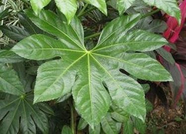 Margine foglie - botanica