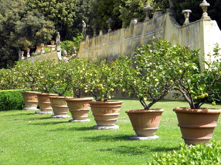 concimare limoni in vaso