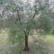 olivo1
