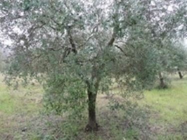 olivo1
