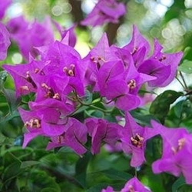 bougainville