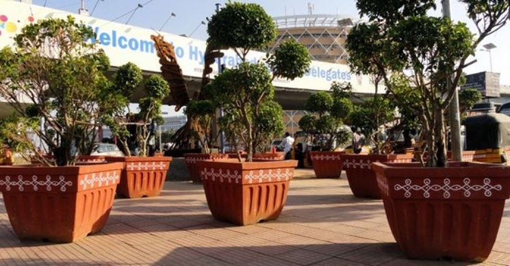 Alberi ornamentali in vaso