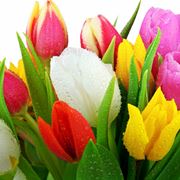 Tulipani di differenti colori