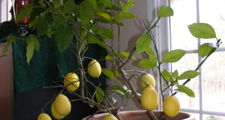 Coltivazione limone: pianta in vaso
