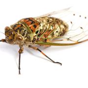 Cicala insetto
