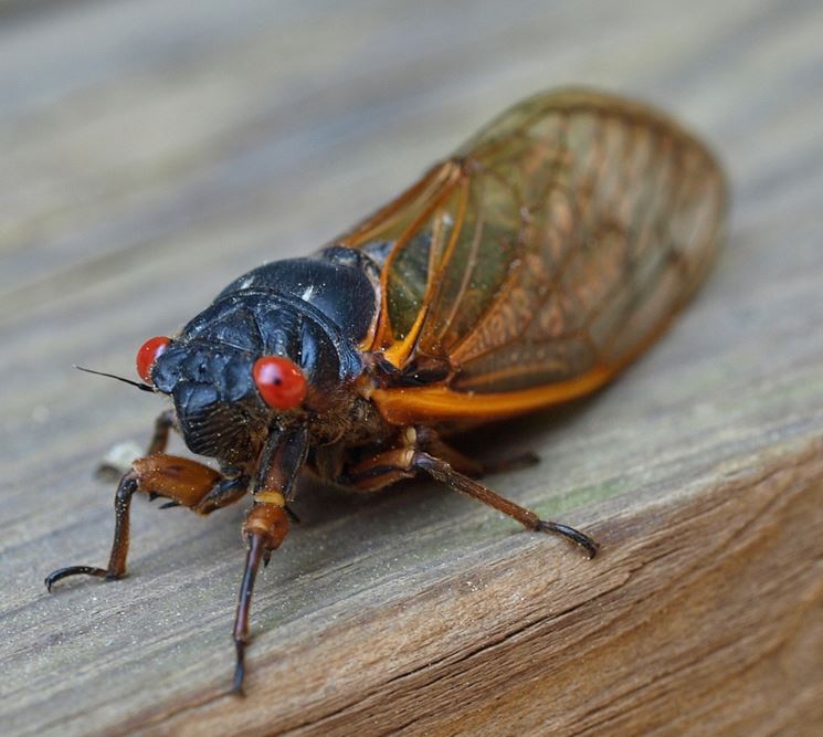 Parassita piante cicala