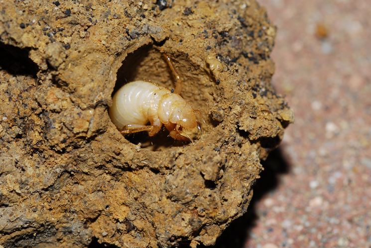 Larva cicala