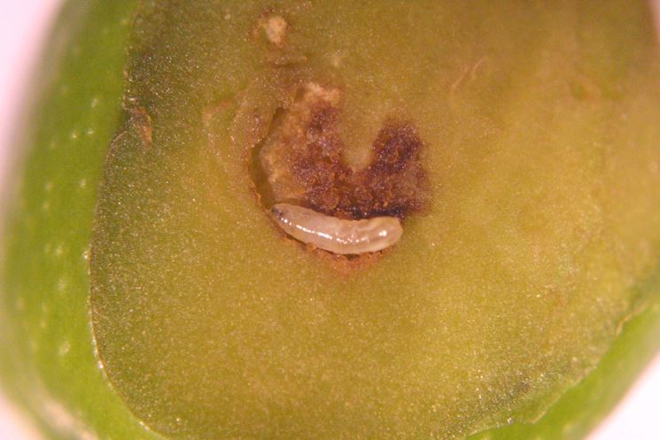 Larva all'interno dell'oliva