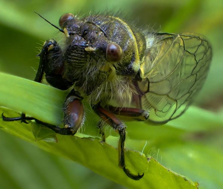 Cicala insetto