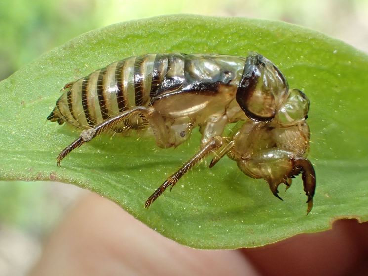 Involucro ninfale cicala