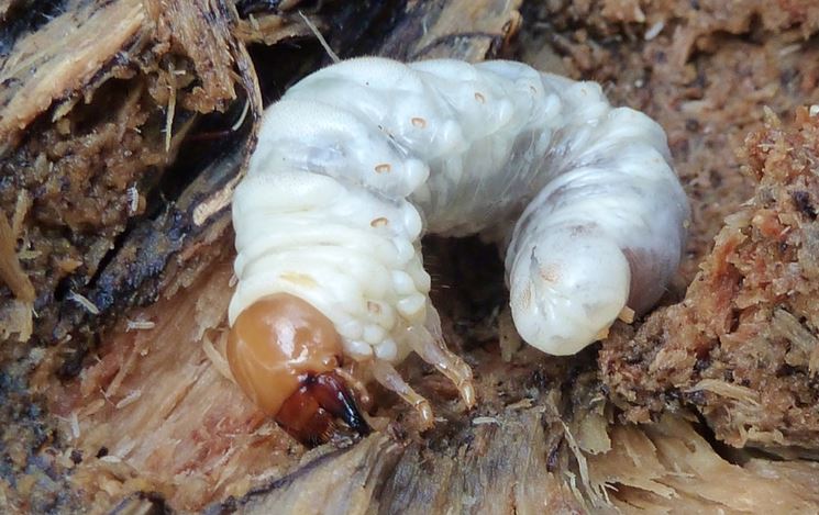 Larva maggiolino insetto