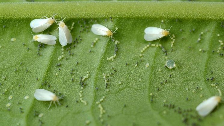 Mosca Bianca Parassiti Delle Piante Combattere La Mosca Bianca