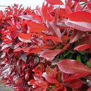 photinia nana