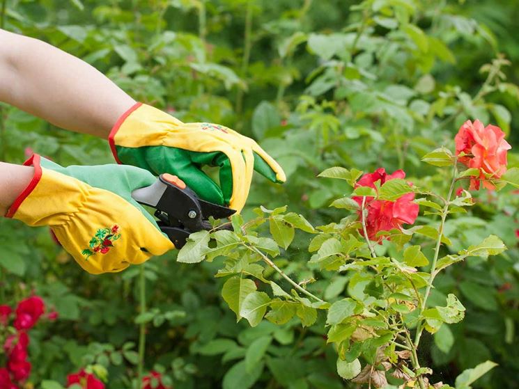 Potare Rose Potatura Consigli Per La Potatura Delle Rose