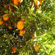 pianta arancio